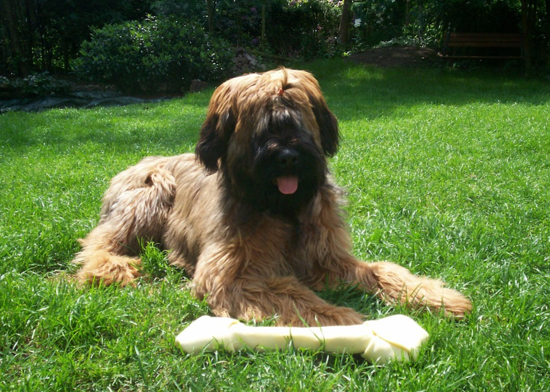 #40. Briard (tie)